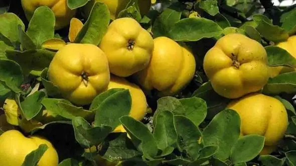 میوه به دشمن انواع ویروس ها 