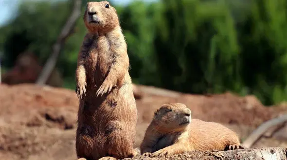 ببینید / اتفاقی عجیب و جالب در باغ وحش + فیلم 