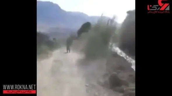 فیلم خنده دار از حمله خرس گرسنه به ماموران محیط زیست یاسوج