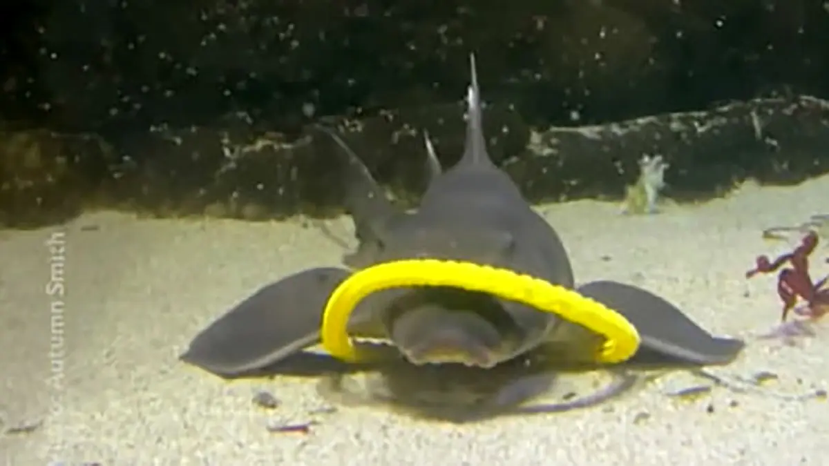 فراتر از انتظار: فیلم رقص بانمک کوسه‌ ها و سفره‌ ماهی‌ ها در آب!