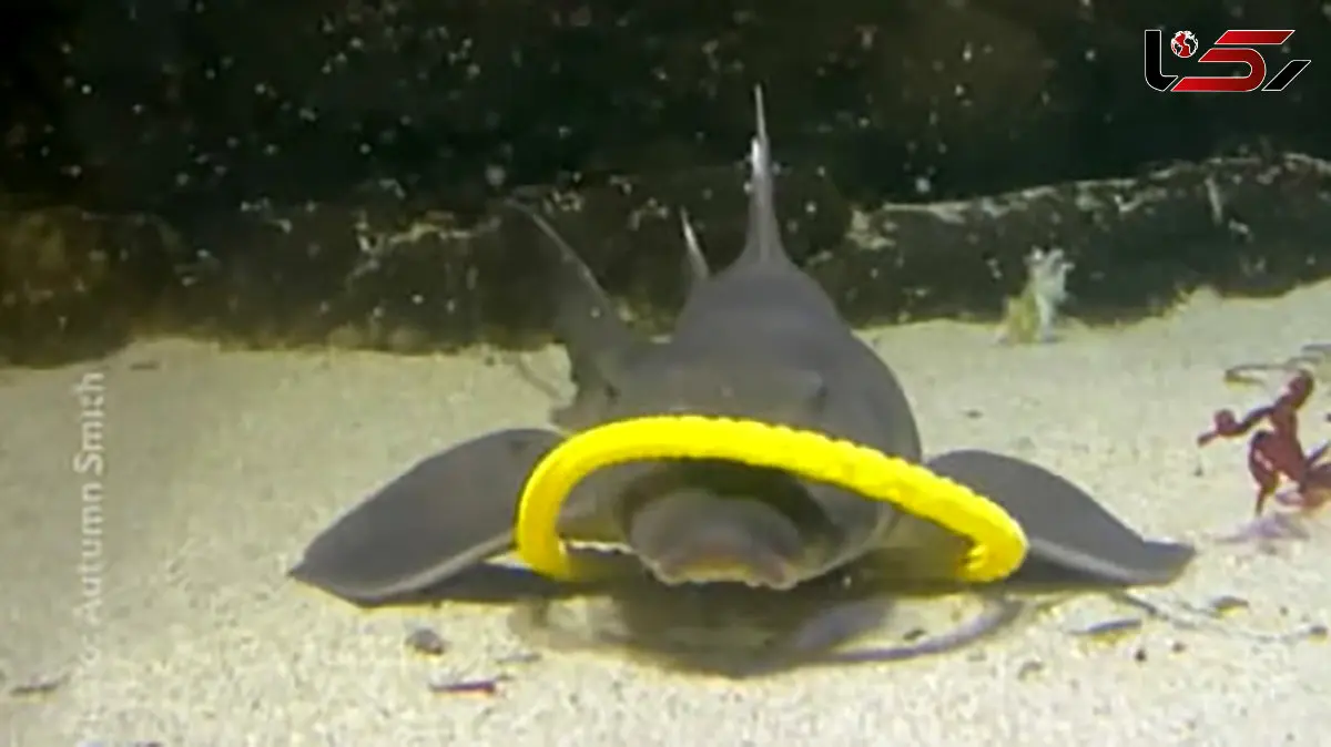 فراتر از انتظار: فیلم رقص بانمک کوسه‌ ها و سفره‌ ماهی‌ ها در آب!