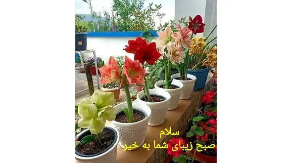 فال ابجد امروز / 6 اسفند + فیلم