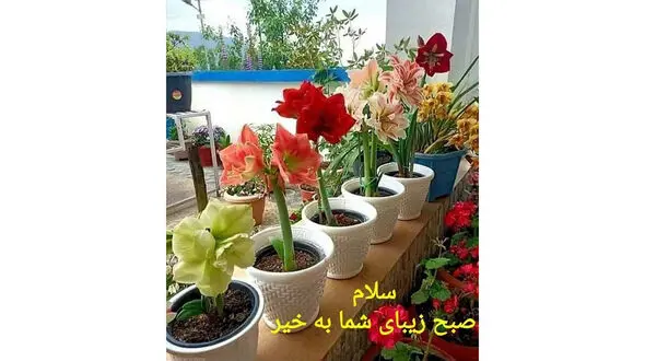فال ابجد امروز / 6 اسفند + فیلم