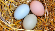 ویتامین های موجود در تخم مرغ