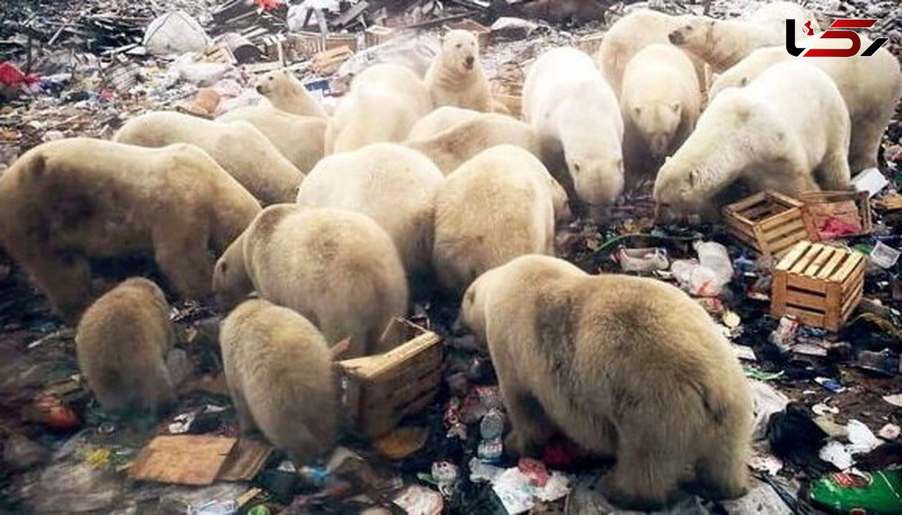 وضعیت اضطراری در روسیه به خاطر حمله خرس ها به مردم