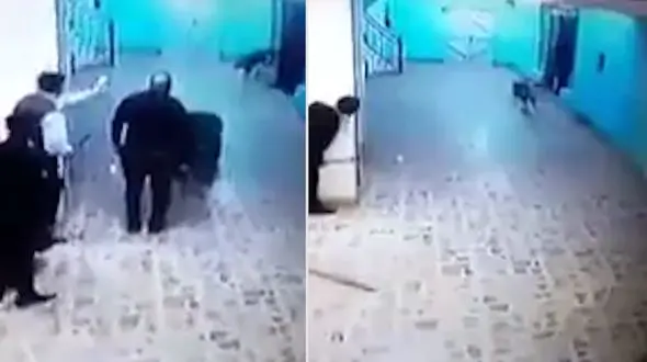 ورود یک کفتار وحشی به بیمارستان ! + فیلم