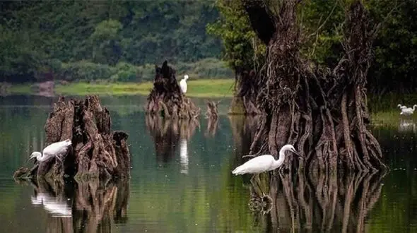 سفر به دریاچه ارواح نوشهر؛ جایی که طبیعت زنده به کابوس تبدیل می‌ شود!
