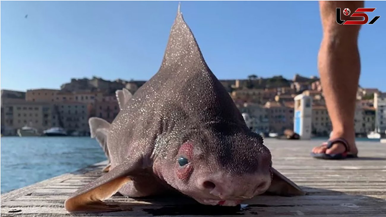 کشف ماهی عجیب الخلقه در ساحل ایتالیا +عکس