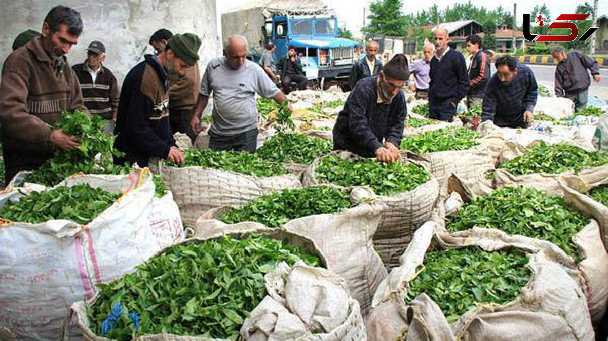 عدم پرداخت ۱۰ درصد ازمطالبات چایکاران درآستانه فصل برداشت