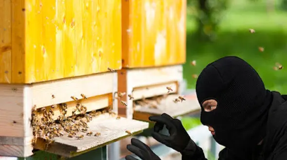 سرقت میلیاردی کندوی عسل در اصفهان!