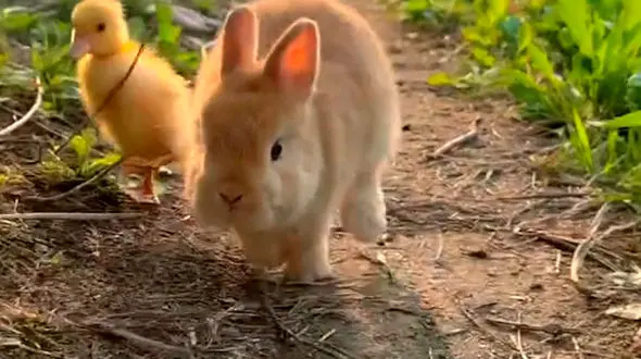 بازیگوشی خرگوش و شنای قو در آب