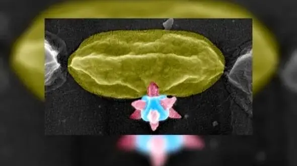 راز ماده برنده جایزه نوبل؛ سلاحی قدرتمند علیه باکتری‌ ها