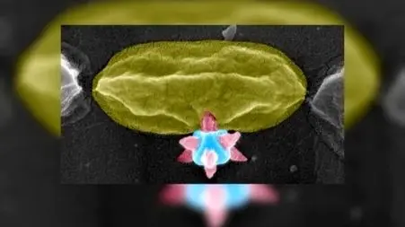 راز ماده برنده جایزه نوبل؛ سلاحی قدرتمند علیه باکتری‌ ها