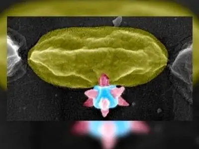 راز ماده برنده جایزه نوبل؛ سلاحی قدرتمند علیه باکتری‌ ها