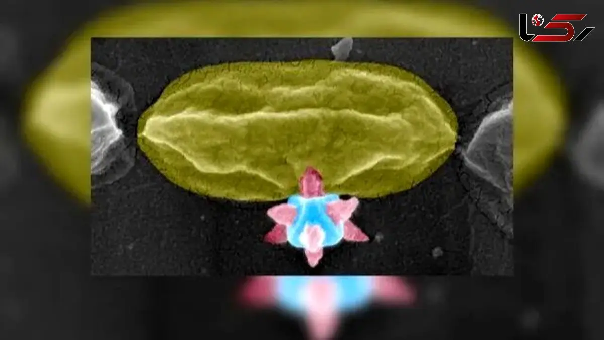 راز ماده برنده جایزه نوبل؛ سلاحی قدرتمند علیه باکتری‌ ها