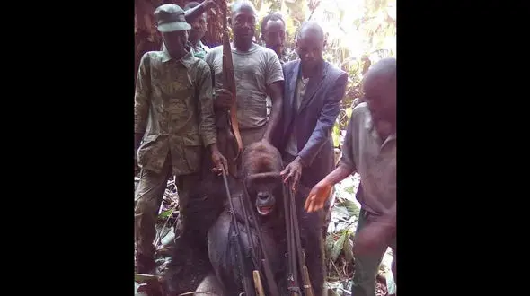 تصویر دلخراش از شکار یک گوریل نر در منطقه جنگلی / مردم خشمگین شدند+عکس