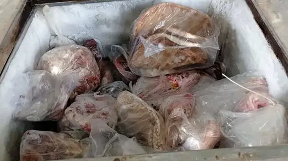 کشف لاشه چندین گراز و الاغ وحشی در یک خانه در کرمان!