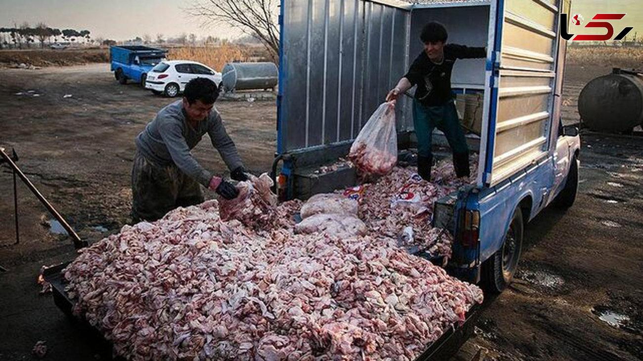 شناسایی عامل توزیع ضایعات فاسد مرغ در اغذیه فروشی‌ها