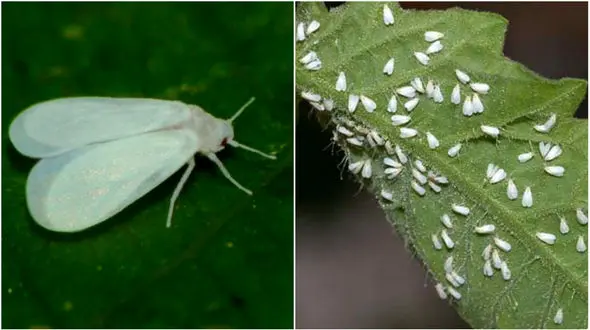 گزارش اختصاصی رکنا / پشه های سفید آیا یک معضل حل نشدنی است؟