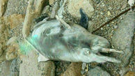 عکسی تلخ از جسد دلفین‌ ساحل خلیج فارس + عکس