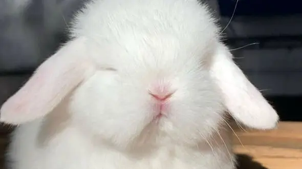 از خرگوش بامزه تا زیبایی بی حد و مرز زرافه ها