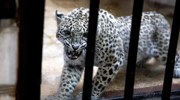 "ماوی" کیست؟ / این پلنگ ایرانی چگونه تلف شد؟