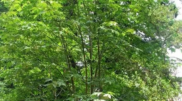 ایده جالب دولت نروژ برای نجات درختان