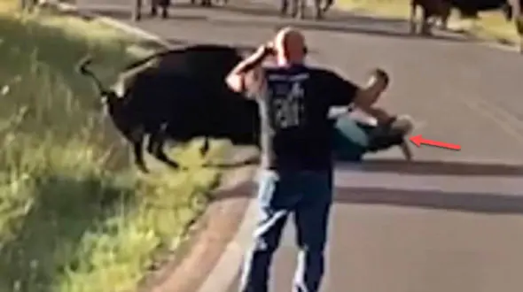 لحظه وحشتناک حمله گاومیش به زن موتورسوار! + فیلم