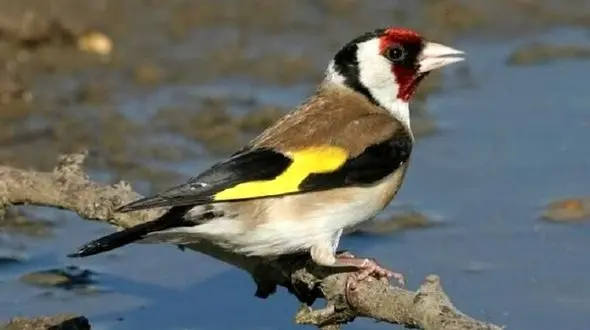 شکارچی سهره های طلایی رودبار شکار شد! + فیلم و عکس