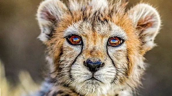 محیط زیست: جمعیت یوز ایرانی احتمالا وارد "گردنه بطری" شده است/ اطلاعات ژنتیکی پدر و مادر پیروز منتشر می شود