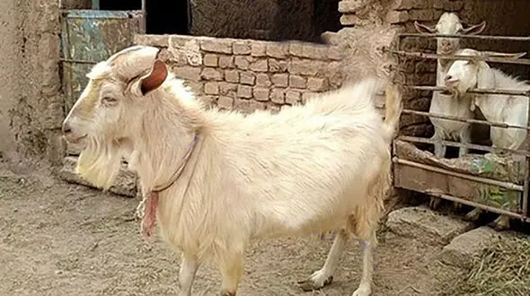 اتفاقی باورنکردنی در گناباد / رفتارهای بز عجیب و غریب + عکس