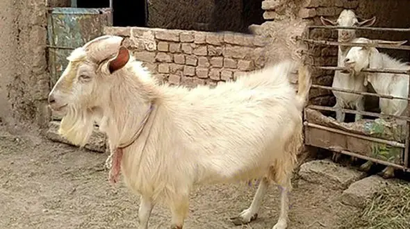 اتفاقی باورنکردنی در گناباد / رفتارهای بز عجیب و غریب + عکس