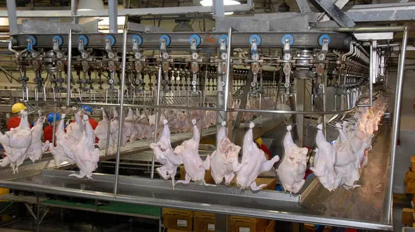 عرضه مرغ ارزان از امروز شنبه 8 آذر 99 + مکان توزیع