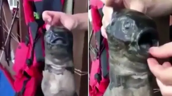 موجودی عجیب با دو دهان که توسط ماهیگیران کشف شد + فیلم