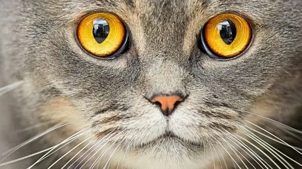 واقعیت‌ های نگران‌ کننده: ارتباط میان گربه‌ ها و ابتلا به اسکیزوفرنی