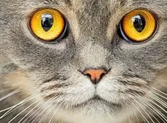 واقعیت‌ های نگران‌ کننده: ارتباط میان گربه‌ ها و ابتلا به اسکیزوفرنی