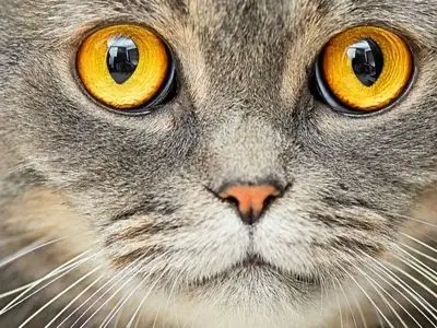 واقعیت‌ های نگران‌ کننده: ارتباط میان گربه‌ ها و ابتلا به اسکیزوفرنی