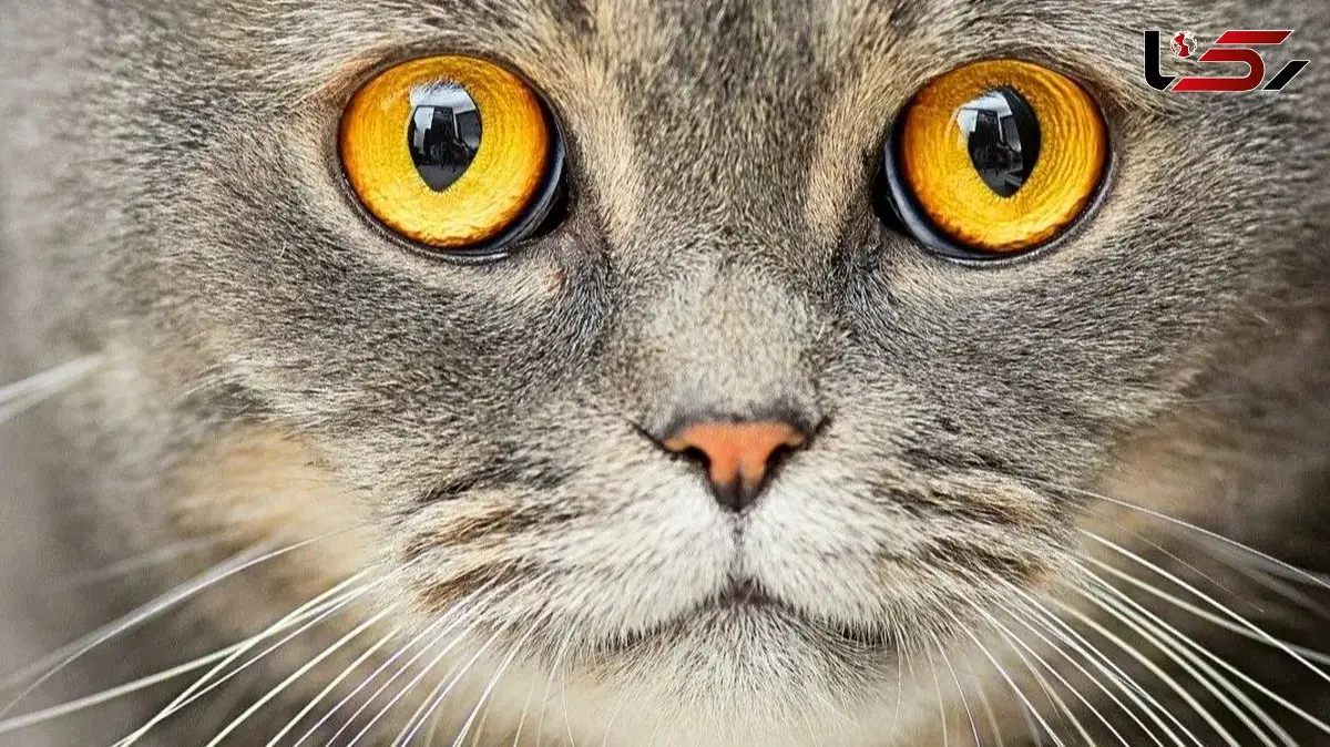 واقعیت‌ های نگران‌ کننده: ارتباط میان گربه‌ ها و ابتلا به اسکیزوفرنی