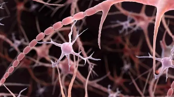 کشف بزرگ: چگونه مغزها در برابر آلزایمر مقاوم می‌ شوند؟