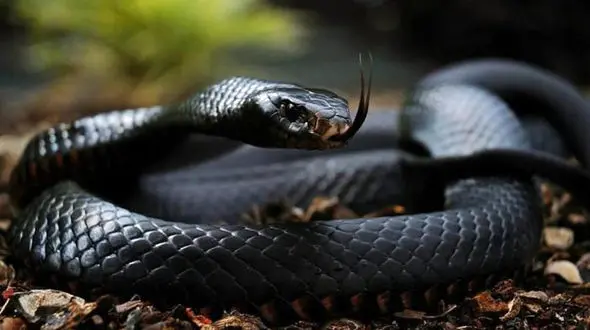 ببینید / لحظه‌ی نادر خودکشی مار + فیلم