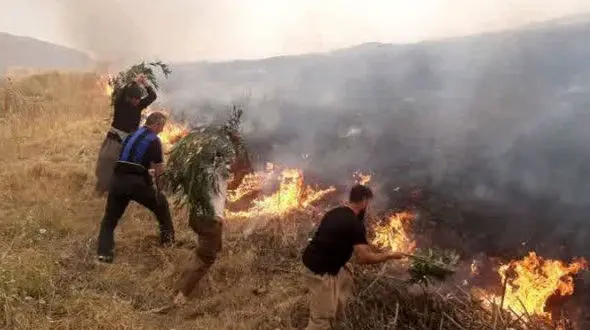 آتش‌سوزی به ۲.۵ هکتار از باغات زیتون سرپل ذهاب خسارت زد