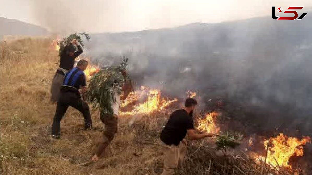 آتش‌سوزی به ۲.۵ هکتار از باغات زیتون سرپل ذهاب خسارت زد