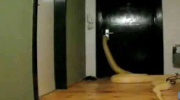 فیلم وحشت آور از لحظه ترسناک باز کردن در خانه توسط مار غول‌پیکر / ببینید