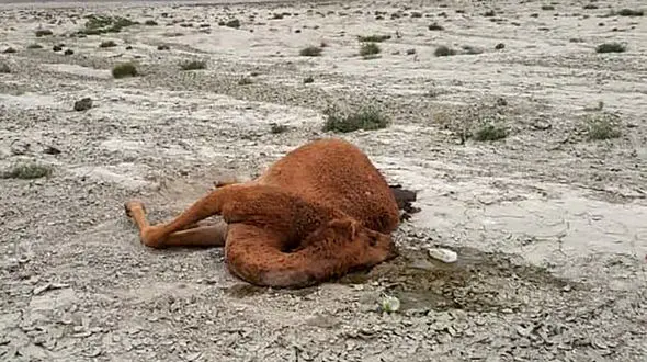 روایت جدید از مرگ شتر‌ها در جاسک/ حاضران در منطقه چه دیدند و چه گفتند؟