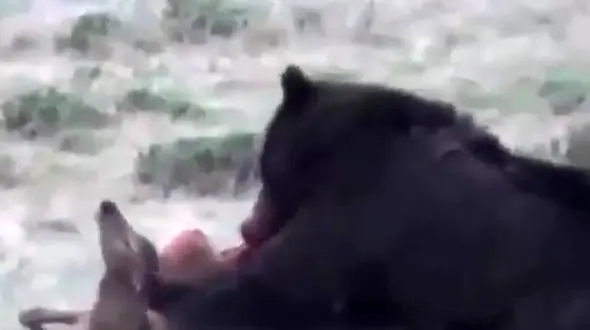 دردناک ترین صحنه شکار در حیات وحش +فیلم