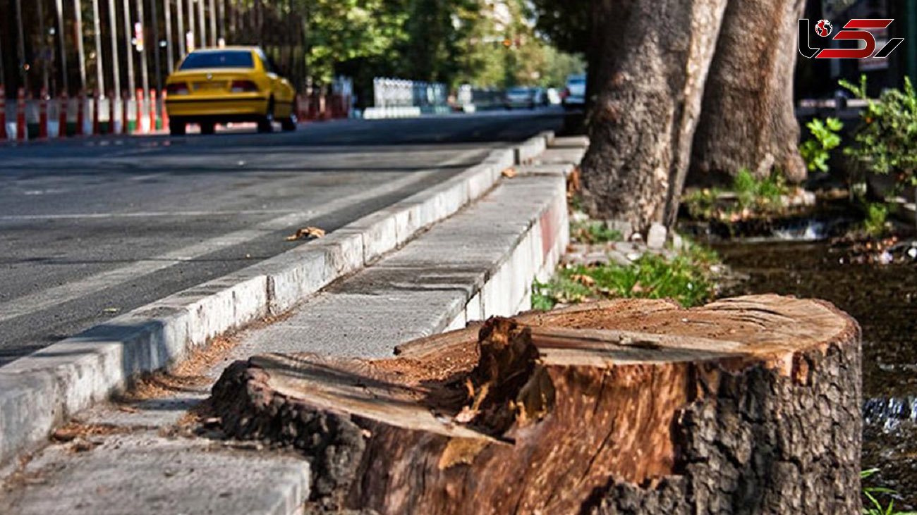 کم بودن جریمه قطع درختان باعث نابودی درخت های شهر شد