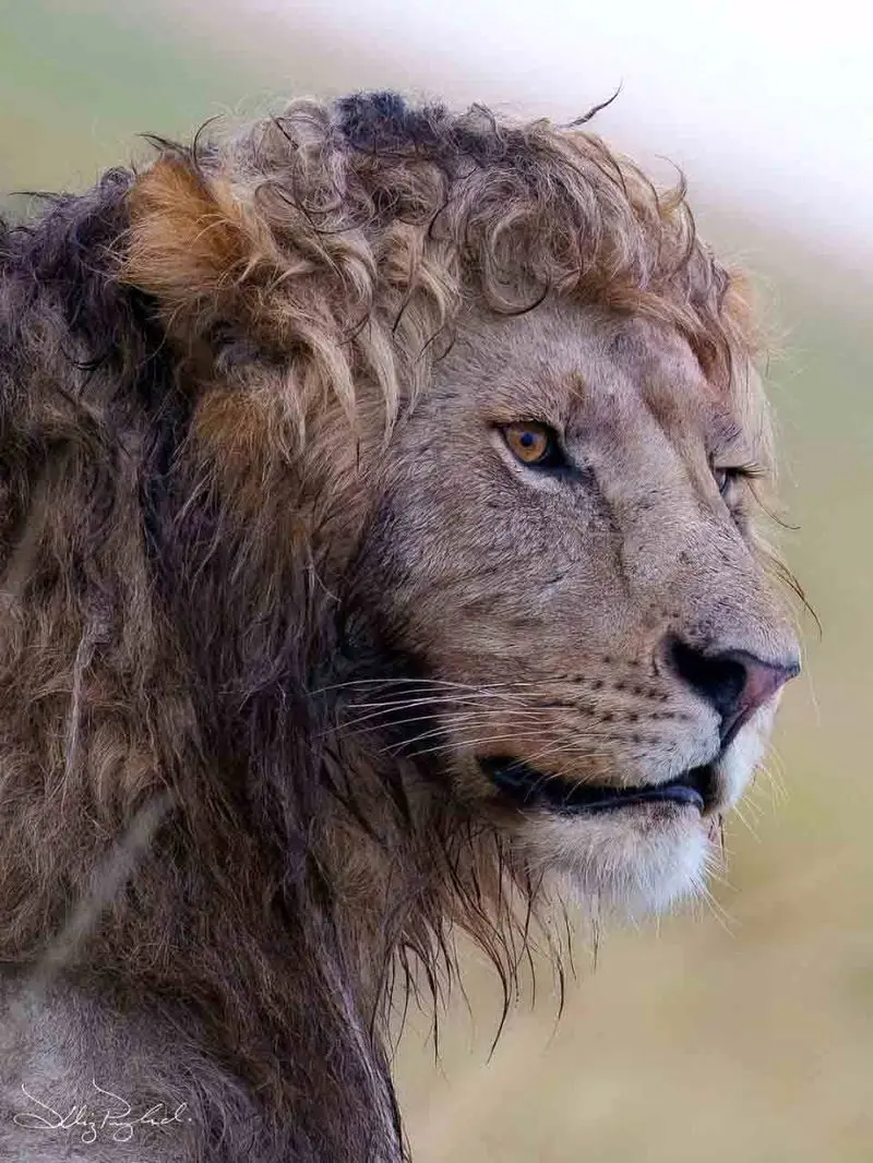 شیر نر با موی فر