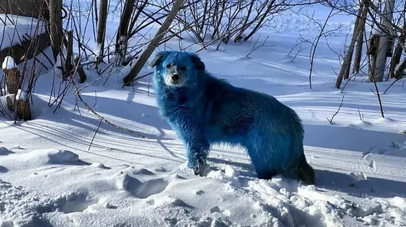 سگ‌های آبی رنگ + عکس