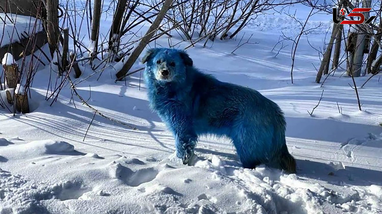 سگ‌های آبی رنگ + عکس