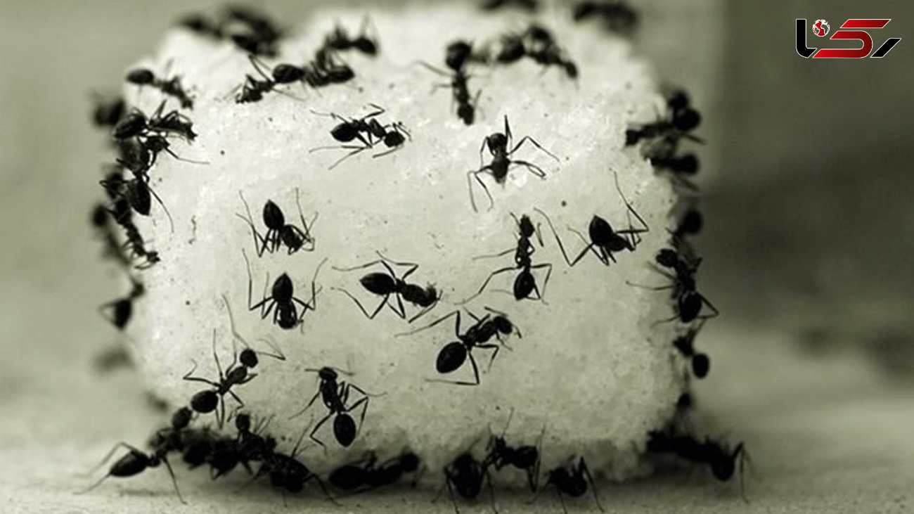 مورچه را نکش! / بهترین راه دفع مورچه